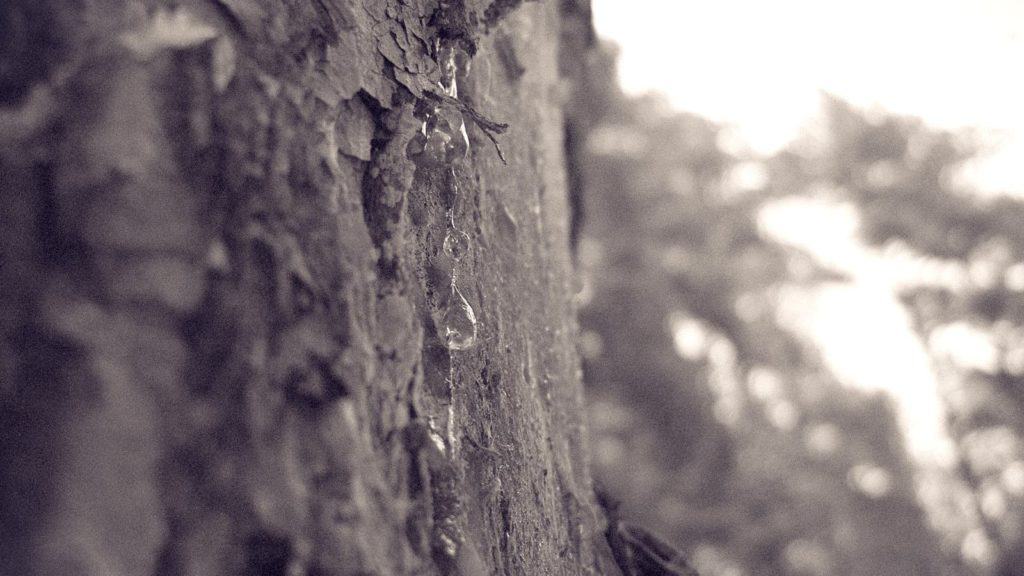 sap on tree closeup
