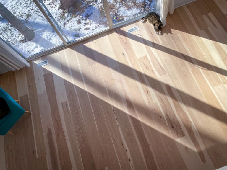 cat laying in sun on hardwood flooring