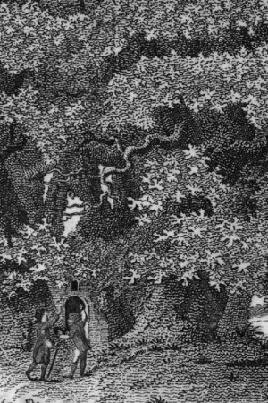 american chestnut tree