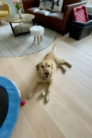 dog laying on maple flooring